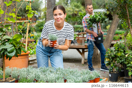 Young female customer near display case with helichrysum carefully selects pot with young seedlings. 116644615