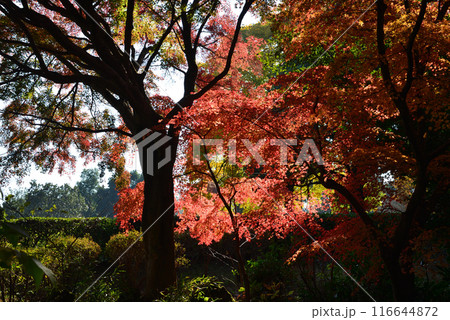 茨城県植物園　2023-11-28　＃91 116644872