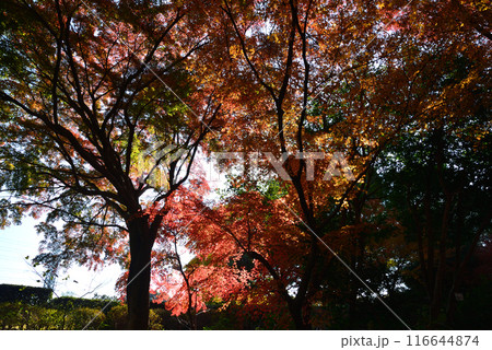 茨城県植物園　2023-11-28　＃92 116644874
