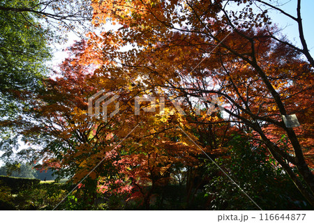 茨城県植物園　2023-11-28　＃95 116644877