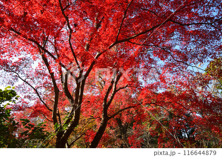 茨城県植物園　2023-11-28　＃97 116644879