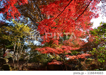 茨城県植物園　2023-11-28　＃99 116644883