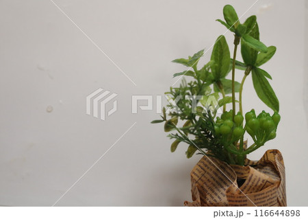 かごに入ったインテリアの観葉植物余白グリーン かごに入ったインテリアの観葉植物余白グリーン 116644898