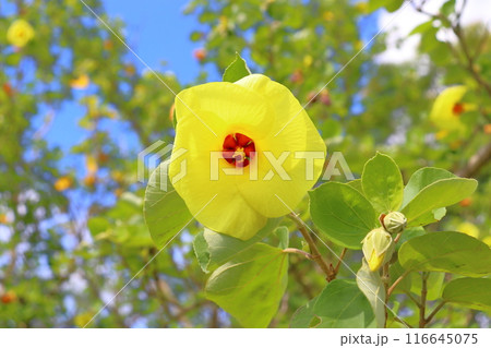 ハマボウ　黄色い花 116645075