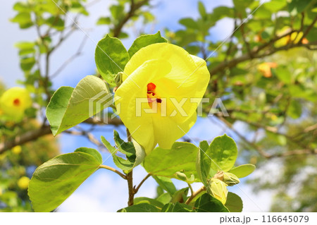 ハマボウ　黄色い花 116645079