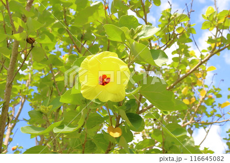 ハマボウ　黄色い花 116645082