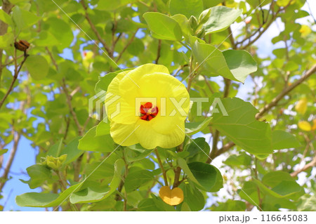 ハマボウ　黄色い花 116645083