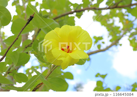 ハマボウ　黄色い花 116645084