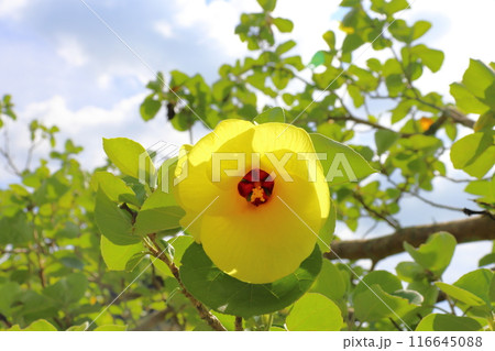 ハマボウ　黄色い花 116645088