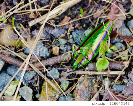 地面で静止するタマムシ科タマムシ 地面で静止するタマムシ科タマムシ 116645142