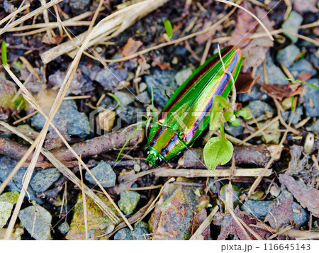 地面で静止するタマムシ科タマムシ 116645143
