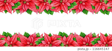 Winter season poinsettia double seamless border. Watercolor vintage style illustration. Christmas time traditional painted decor from poinsettia flowers. Winter time festive decor on white background Winter season poinsettia double seamless border. Watercolor vintage style illustration. Christmas time traditional painted decor from poinsettia flowers. Winter time festive decor on white background 116645147