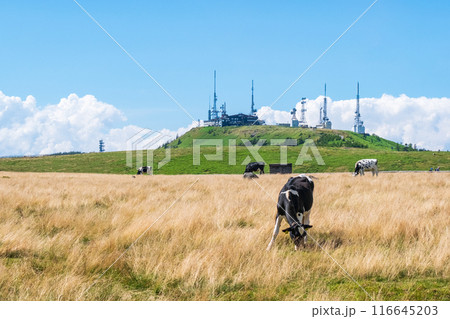 美ヶ原トレッキング(美ヶ原牧場と王ヶ頭) 美ヶ原トレッキング(美ヶ原牧場と王ヶ頭) 116645203