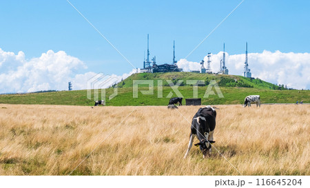 美ヶ原トレッキング（美ヶ原牧場と王ヶ頭） 116645204