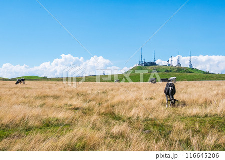 美ヶ原トレッキング(美ヶ原牧場と王ヶ頭) 美ヶ原トレッキング(美ヶ原牧場と王ヶ頭) 116645206