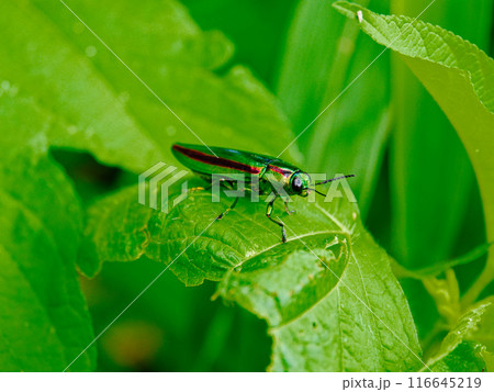 葉に止まるタマムシ科タマムシ 116645219