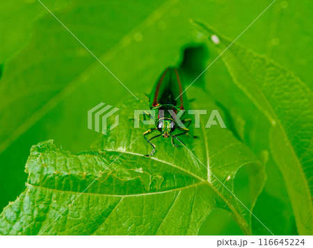 葉に止まるタマムシ科タマムシ 116645224
