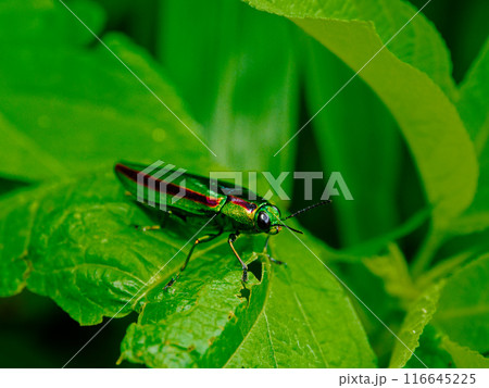 葉に止まるタマムシ科タマムシ 116645225