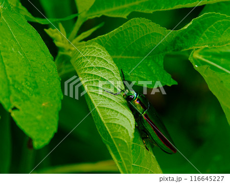 葉に止まるタマムシ科タマムシ 116645227