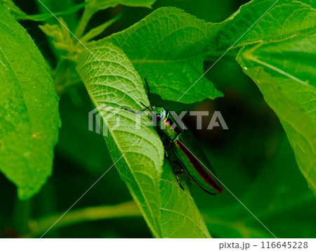 葉に止まるタマムシ科タマムシ 116645228