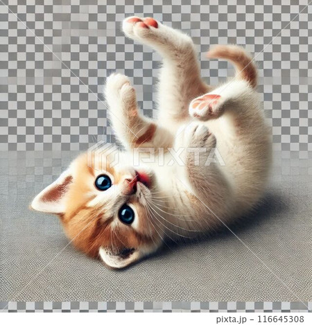ネコちゃん ネコちゃん 116645308