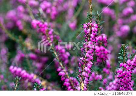 Vibrant Pink Heather Flowers in Full Bloom Vibrant Pink Heather Flowers in Full Bloom 116645377