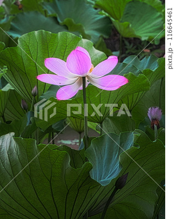 梅雨明けの夏の池にはハスの花が咲き誇ります 梅雨明けの夏の池にはハスの花が咲き誇ります 116645461