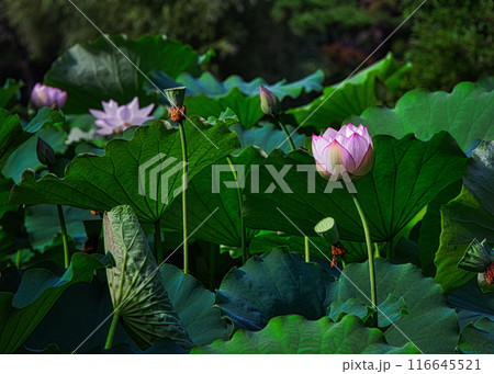 梅雨明けの夏の池にはハスの花が咲き誇ります 116645521