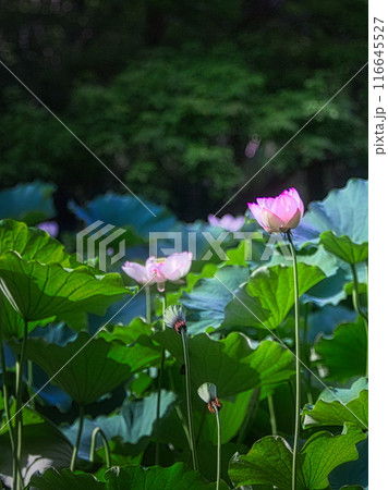 梅雨明けの夏の池にはハスの花が咲き誇ります 梅雨明けの夏の池にはハスの花が咲き誇ります 116645527