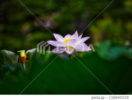 梅雨明けの夏の池にはハスの花が咲き誇ります 116645529