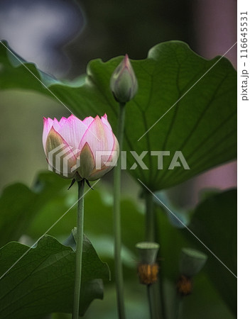 梅雨明けの夏の池にはハスの花が咲き誇ります 116645531