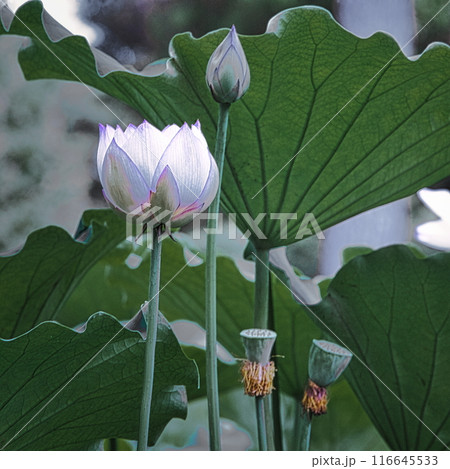 梅雨明けの夏の池にはハスの花が咲き誇ります 梅雨明けの夏の池にはハスの花が咲き誇ります 116645533