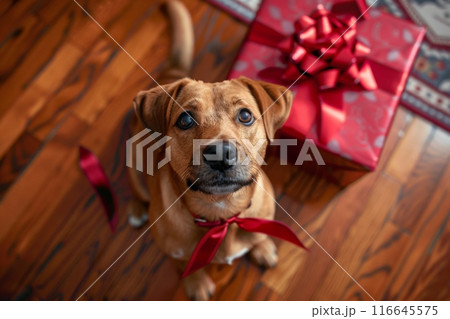 A dog wearing a red bow is sitting on a wooden floor next to presents A dog wearing a red bow is sitting on a wooden floor next to presents 116645575