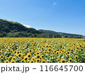 鳥取県西伯郡の見渡す限り一面のひまわり畑 116645700
