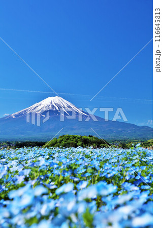 初夏の青空とネモフィラの風景 そして富士山 初夏の青空とネモフィラの風景 そして富士山 116645813