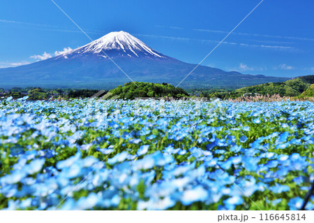 初夏の青空とネモフィラの風景 そして富士山 初夏の青空とネモフィラの風景 そして富士山 116645814