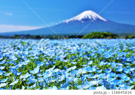 初夏の青空とネモフィラの風景 そして富士山 初夏の青空とネモフィラの風景 そして富士山 116645816
