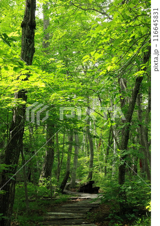 新緑の森の中の散歩道 新緑の森の中の散歩道 116645831