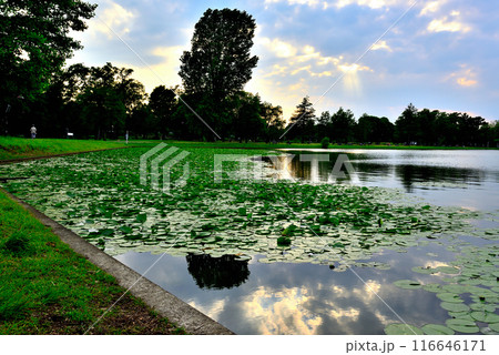 東京 都立水元公園 曇り空の夕刻 天使の梯子の風景 東京 都立水元公園 曇り空の夕刻 天使の梯子の風景 116646171