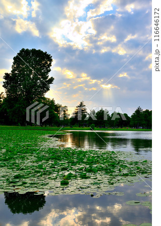 東京　都立水元公園 曇り空の夕刻　天使の梯子の風景 116646172
