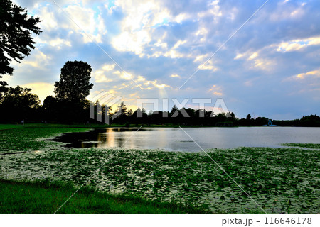 東京 都立水元公園 曇り空の夕刻 天使の梯子の風景 東京 都立水元公園 曇り空の夕刻 天使の梯子の風景 116646178