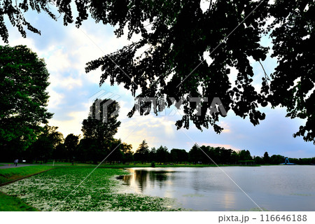 東京 都立水元公園 曇り空の夕刻 天使の梯子の風景 東京 都立水元公園 曇り空の夕刻 天使の梯子の風景 116646188