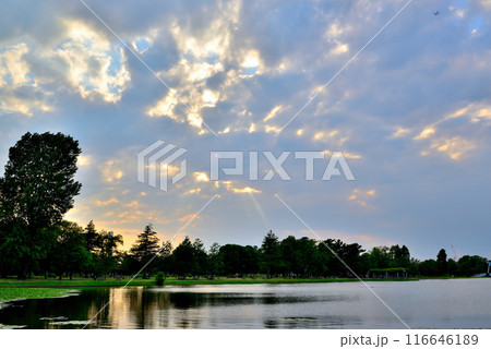 東京 都立水元公園 曇り空の夕刻 天使の梯子の風景 東京 都立水元公園 曇り空の夕刻 天使の梯子の風景 116646189