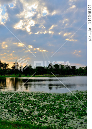 東京 都立水元公園 曇り空の夕刻 天使の梯子の風景 東京 都立水元公園 曇り空の夕刻 天使の梯子の風景 116646192