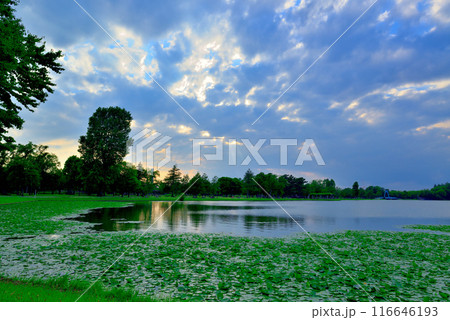 東京　都立水元公園 曇り空の夕刻　天使の梯子の風景 116646193