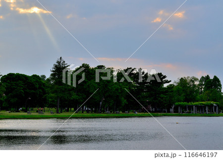 東京 都立水元公園 曇り空の夕刻 天使の梯子の風景 東京 都立水元公園 曇り空の夕刻 天使の梯子の風景 116646197