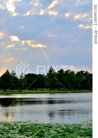 東京 都立水元公園 曇り空の夕刻 天使の梯子の風景 東京 都立水元公園 曇り空の夕刻 天使の梯子の風景 116646198