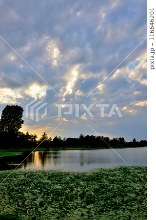 東京 都立水元公園 曇り空の夕刻 天使の梯子の風景 東京 都立水元公園 曇り空の夕刻 天使の梯子の風景 116646201