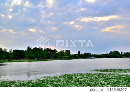 東京 都立水元公園 曇り空の夕刻 天使の梯子の風景 東京 都立水元公園 曇り空の夕刻 天使の梯子の風景 116646207