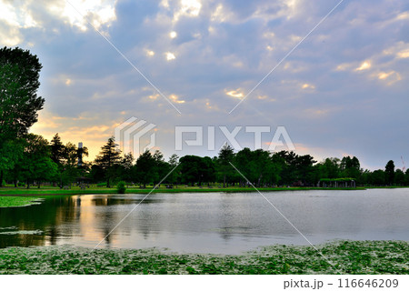 東京 都立水元公園 曇り空の夕刻 天使の梯子の風景 東京 都立水元公園 曇り空の夕刻 天使の梯子の風景 116646209